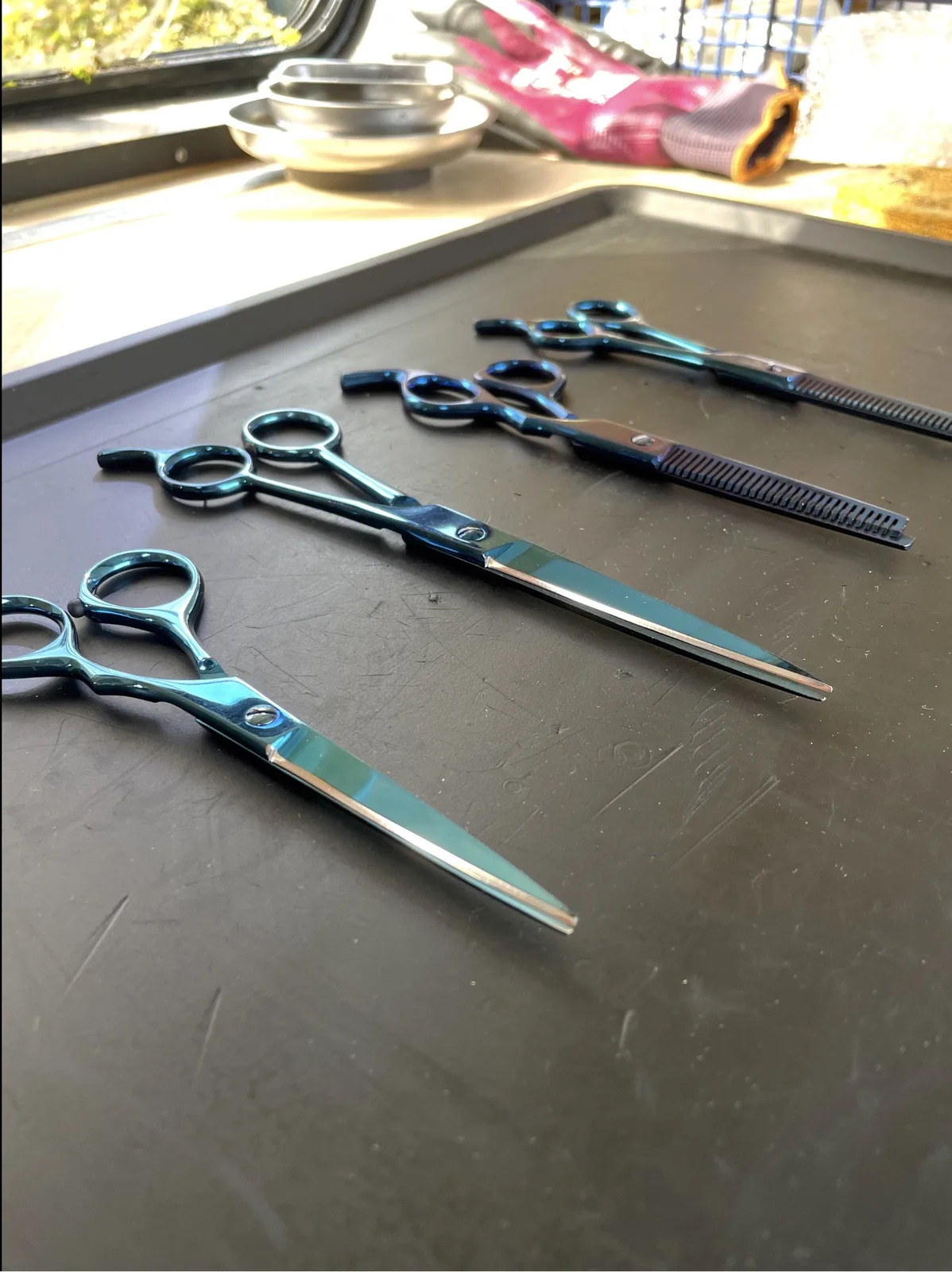 Quatre paires de ciseaux de coiffure bleus, droits et effileurs, après affûtage
